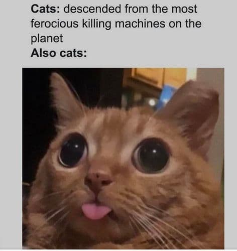 Cats really are cute :)